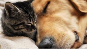 this-is-love-dog-sleeping-with-cat