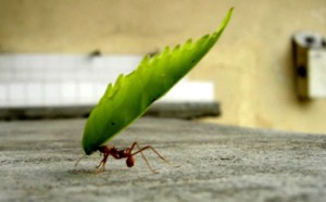 formiga-e-esforço-próprio