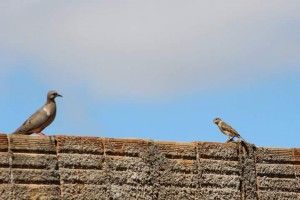 FB_IMG_1459653472796