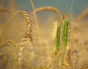 1ce128_1e0268168dc24b258923727d016f36b1