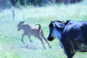 stock-photo-205674609