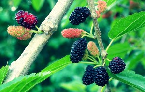 jardim-com-arvores-frutiferas-11